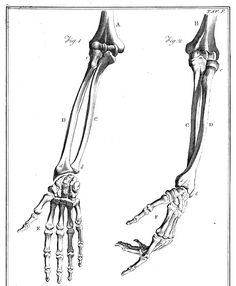 an image of the bones and tendi of a human hand, vintage line drawing or engraving