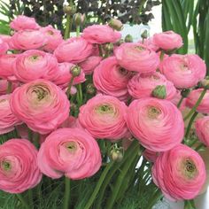 pink flowers are in a white vase on the ground with green grass and plants behind them