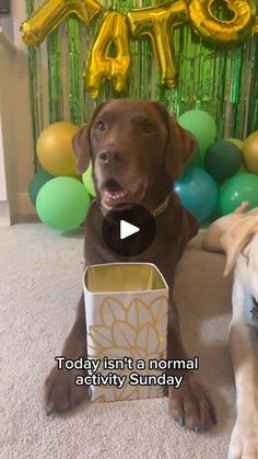 two dogs sitting next to each other in front of balloons and streamers with the words today isn't a normal activity sunday