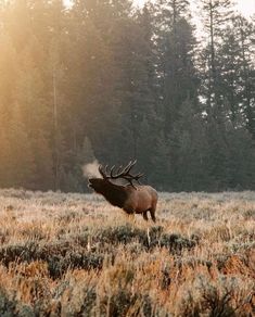 a large elk standing on top of a grass covered field next to tall pine trees