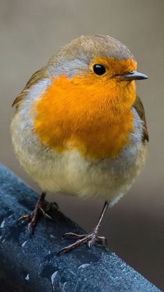 a small orange and gray bird sitting on top of a piece of wood with water droplets all over it