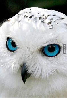 an owl with blue eyes is looking at the camera