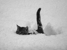 a black and white photo of a cat in the snow with it's tail sticking out