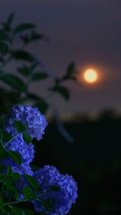 the sun is setting behind some blue flowers