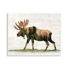 a moose walking across a grass covered field