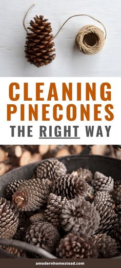 the right way to clean pine cones