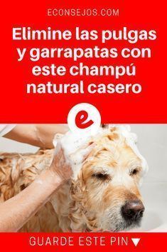 a dog getting its hair washed by a woman in a bathtub with the caption ellimine las pulas y garratass con est champu natural casero