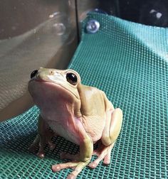 a frog sitting on top of a green mat