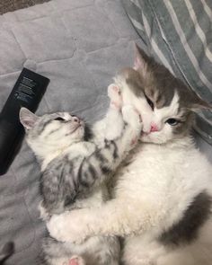 two kittens playing with each other on a bed next to a tv remote control