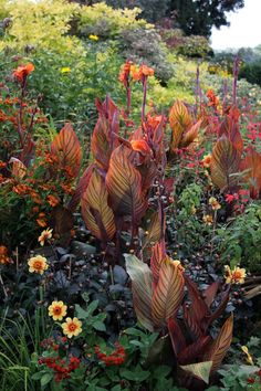 colorful flowers and plants in a garden area