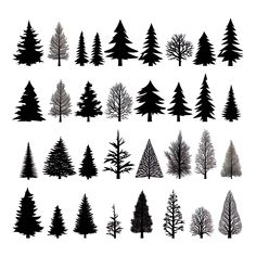 the silhouettes of different types of trees are shown in black against a white background