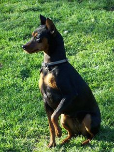 a black and brown dog sitting in the grass