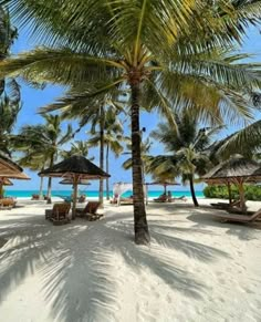 palm trees line the beach with lounge chairs and thatched umbrellas in the shade