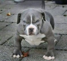 a gray and white dog standing on top of a sidewalk