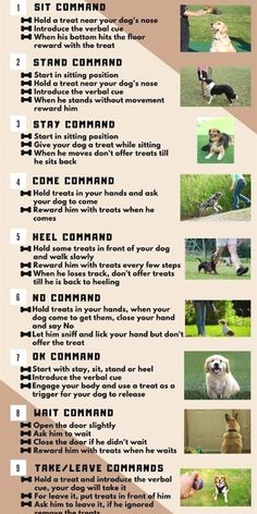 a poster with instructions on how to train your dog in the park or at home