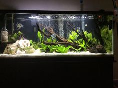 an aquarium filled with lots of plants and fish in it's tank at night