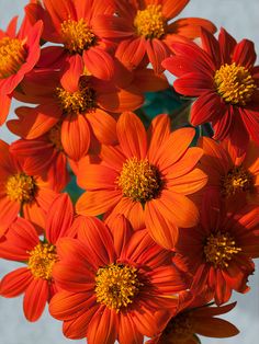 an arrangement of orange flowers in a vase