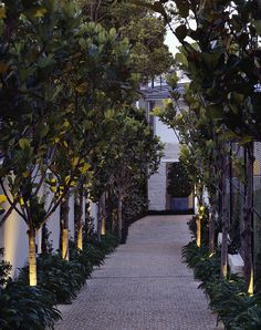 the walkway is lined with trees and bushes