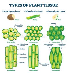 an image of some plants and their parts