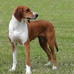 a brown and white dog standing on top of a lush green field