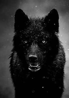 a black and white photo of a wolf with snow falling on it's face