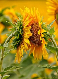 a large sunflower is blooming in a field