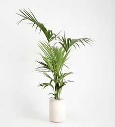 a plant in a white vase on a white background