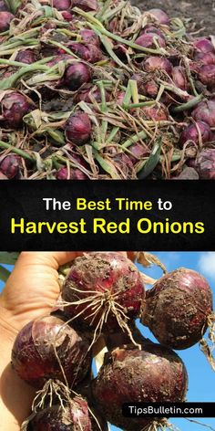 the best time to harvest red onions