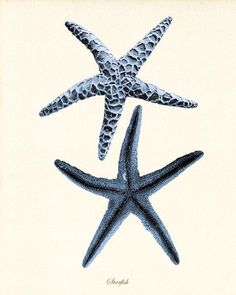 two starfishs are standing next to each other on a white background, one is green and the other is blue