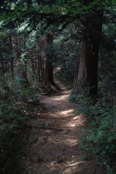 a dirt path in the woods with trees on both sides