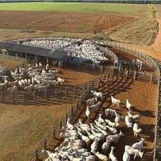 an aerial view of a herd of sheep in a pen