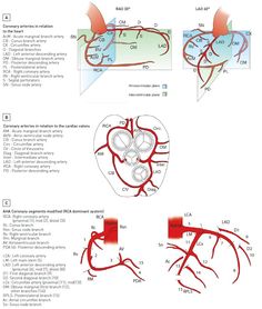 diagram of the heart and blood vessels with caption below to describe what they look like