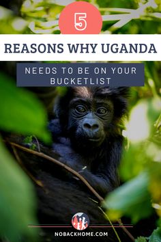 a monkey in the jungle with text that reads 5 reasons why uganda needs to be on your bucketlist