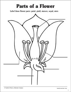 parts of a flower worksheet for kids and adults to learn about the parts of a flower