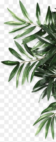 some green leaves on a white background with no shadow, hd png and psd