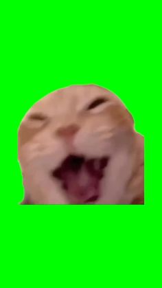 an orange cat with its mouth open and it's eyes wide open on a green screen