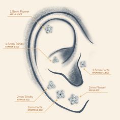 an ear diagram with the parts labeled in english and french words, including 2mm force, 1 5mm flower, 3mm trinity, 4mm traf