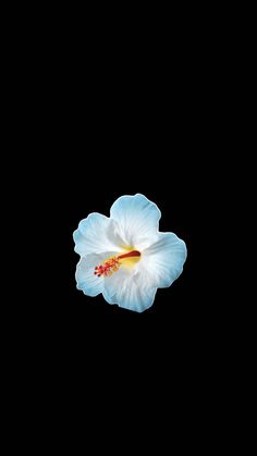 a blue and white flower on a black background