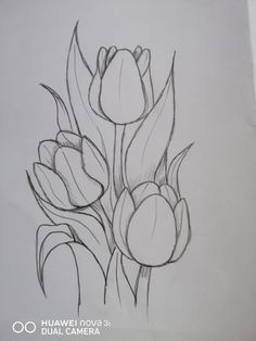 a pencil drawing of tulips on a sheet of paper