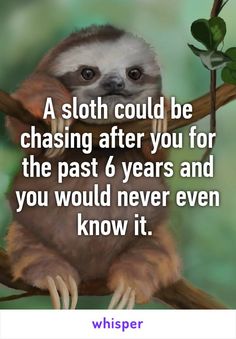 Sloth Memes, Sloth Shirt, Scottish Terriers, Sloth Lovers, Tiger Tiger