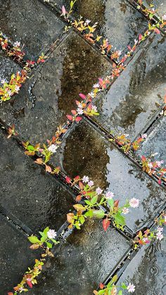 flowers are growing on the wet pavement in the rain