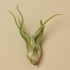 an air plant with green stems on a beige background