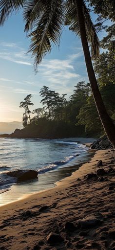 the sun shines on an empty beach with palm trees in the foreground and waves coming in to shore