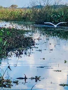 a white bird flying over the top of a body of water next to tall grass