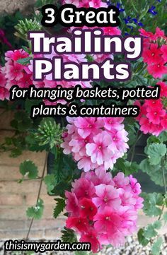 pink flowers with text that reads 3 great trailing plants for hanging baskets, potted plants and containers