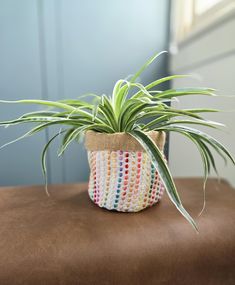 a potted plant sitting on top of a brown table