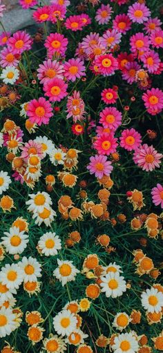 many pink and white flowers in a garden