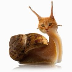 a snail with its head on top of it's shell