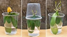 three pictures of a plant in a glass vase with water and leaves on the inside