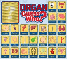 an organ quiz game with the words organ guess who on it and pictures of organs